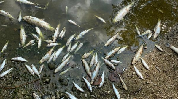 Aşırı Sıcaklar Bursa Yenişehir’deki Balıkları Etkiledi