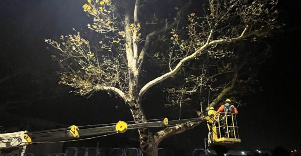 Bursa’da çınar ağaçlarına kış bakımı