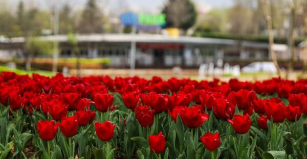 Büyükşehir, parkları lale ve çiçeklerle renklendirdi