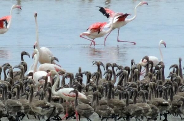 Flamingoların Doğal Güzellikleri Bornova’da