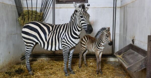 Bursa Hayvanat Bahçesi’nde zebra ailesi büyüyor